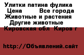 Улитки патина фулика › Цена ­ 10 - Все города Животные и растения » Другие животные   . Кировская обл.,Киров г.